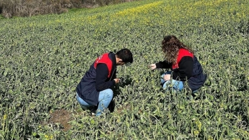 Zirai Don Hasarı İçin Üreticilere 23 Milyar Lira Tazminat Ödendi!